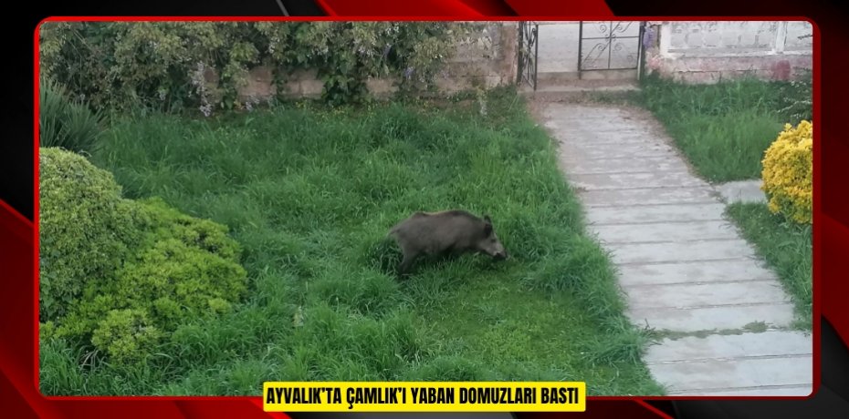 Ayvalık’ta Çamlık’ı yaban domuzları bastı  