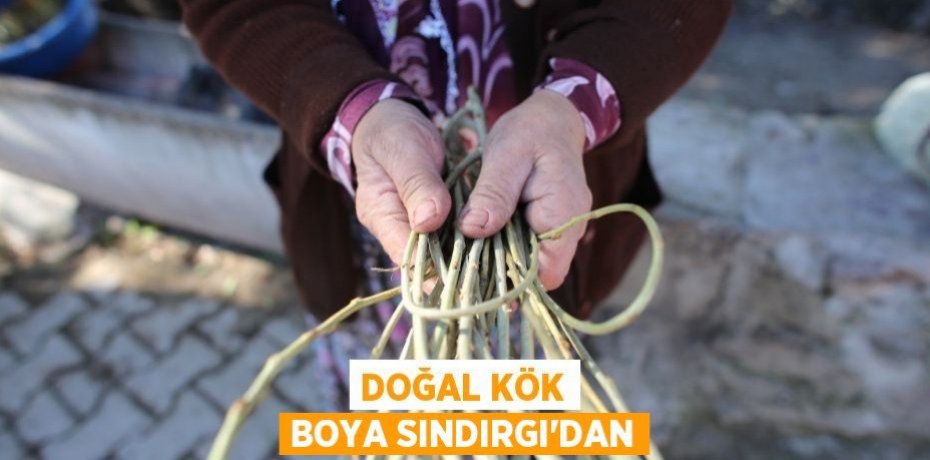 Doğal kök boya Sındırgı'dan