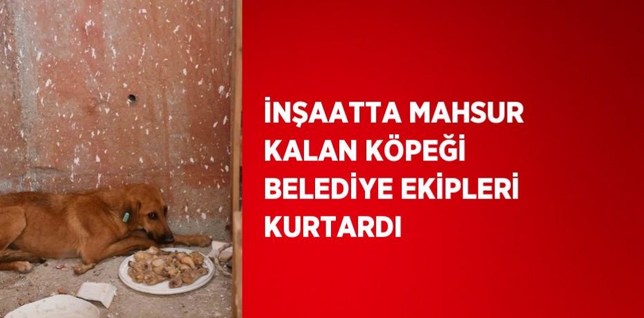 İNŞAATTA MAHSUR KALAN KÖPEĞİ BELEDİYE EKİPLERİ KURTARDI