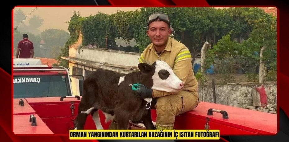 Orman yangınından kurtarılan buzağının iç ısıtan fotoğrafı