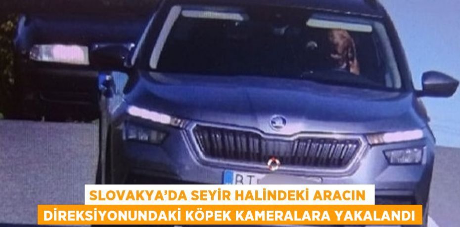 SLOVAKYA’DA SEYİR HALİNDEKİ ARACIN DİREKSİYONUNDAKİ KÖPEK KAMERALARA YAKALANDI