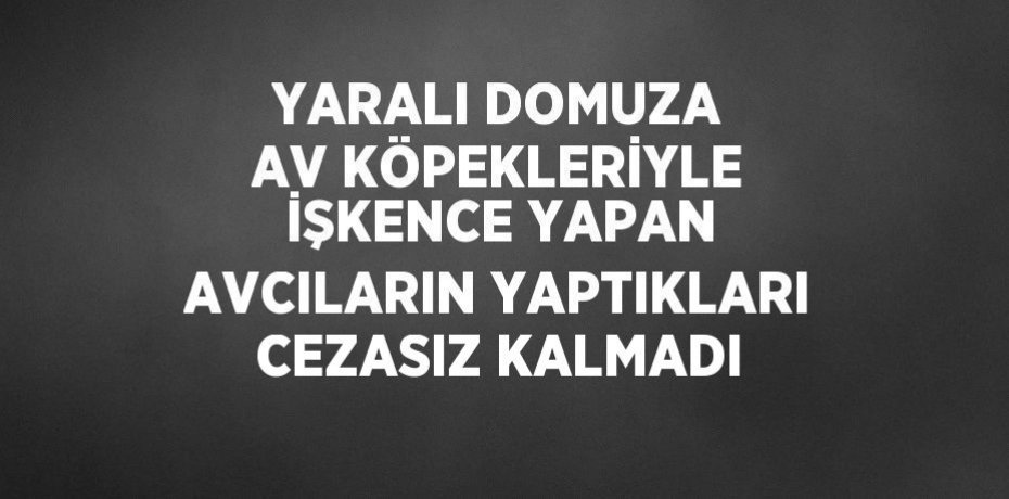 YARALI DOMUZA AV KÖPEKLERİYLE İŞKENCE YAPAN AVCILARIN YAPTIKLARI CEZASIZ KALMADI