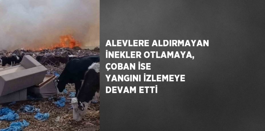 ALEVLERE ALDIRMAYAN İNEKLER OTLAMAYA, ÇOBAN İSE YANGINI İZLEMEYE DEVAM ETTİ