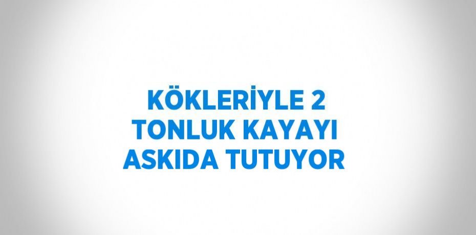 KÖKLERİYLE 2 TONLUK KAYAYI ASKIDA TUTUYOR
